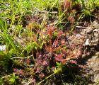 Drosera rotundifolia