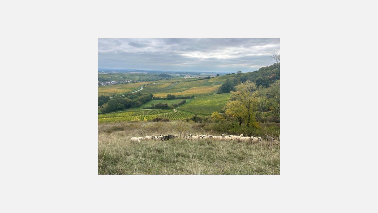 Moutons de Camille Rouchon @La Bergerie des Martignons