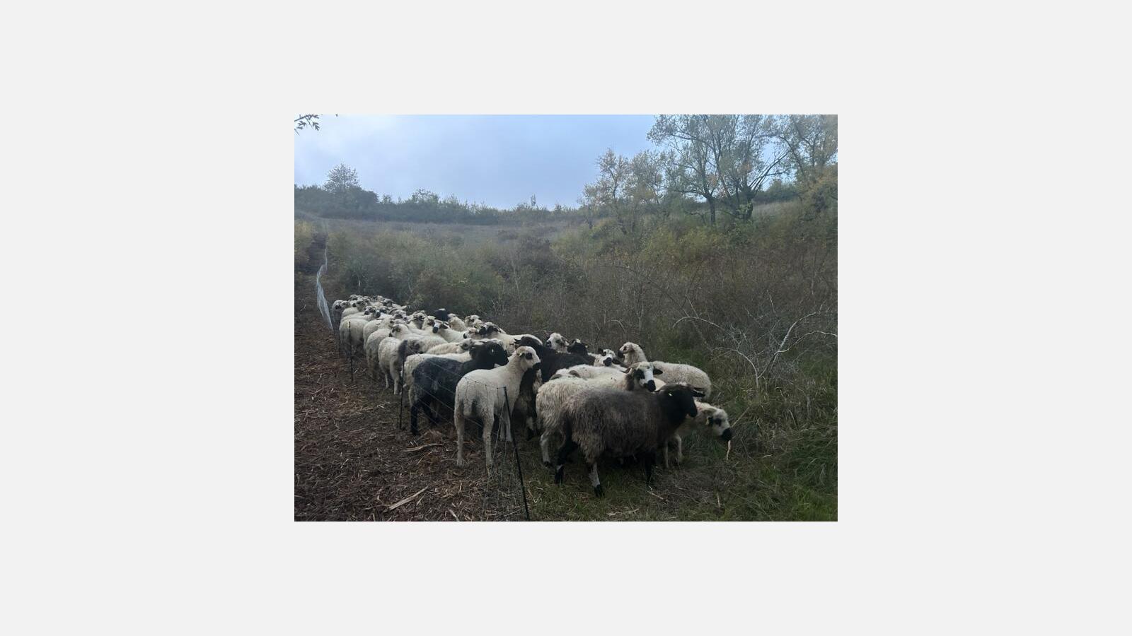Moutons de Camille Rouchon @La Bergerie des Martignons