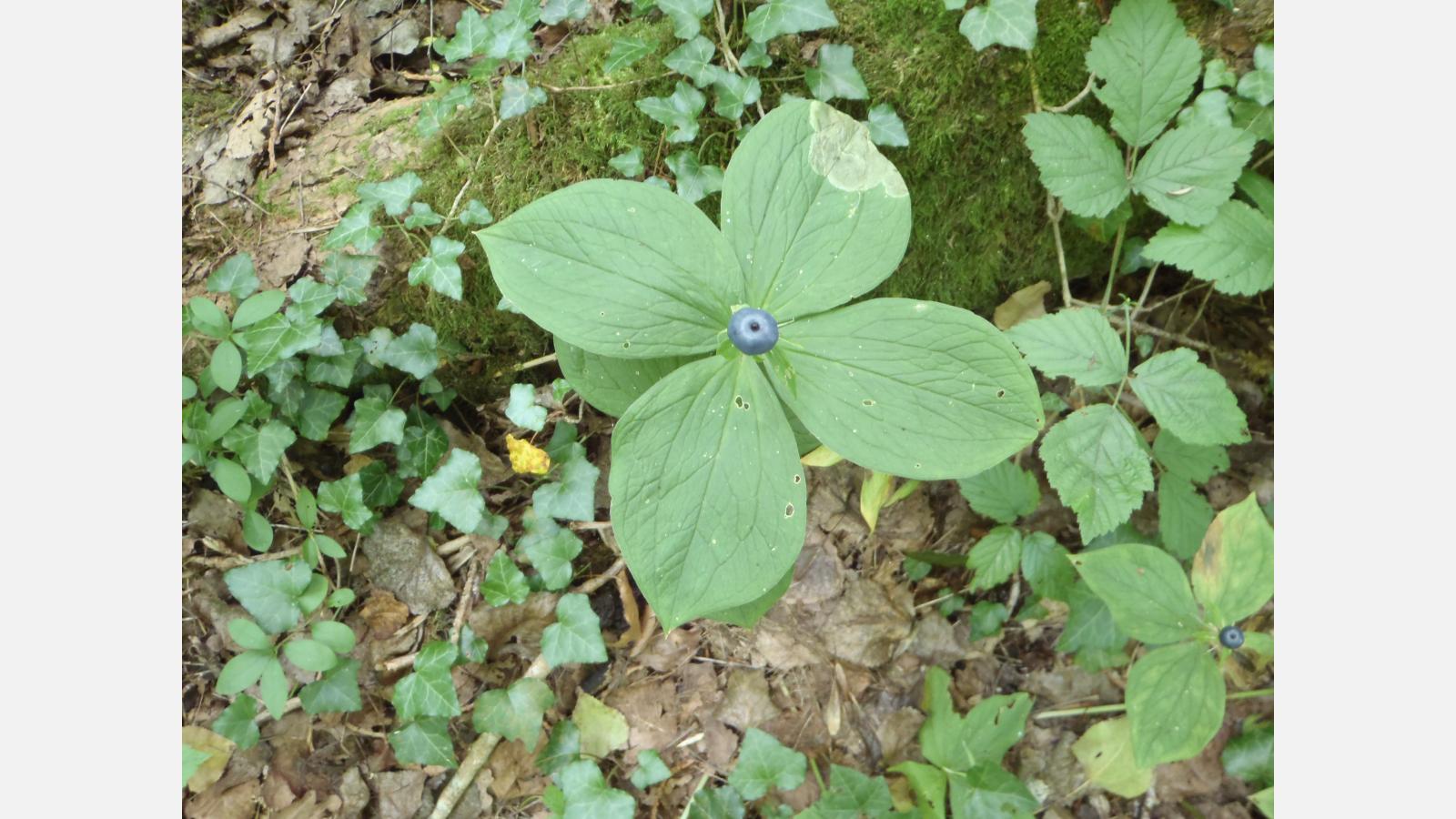 Parisette à quatre feuilles - Photo Marie Houesse
