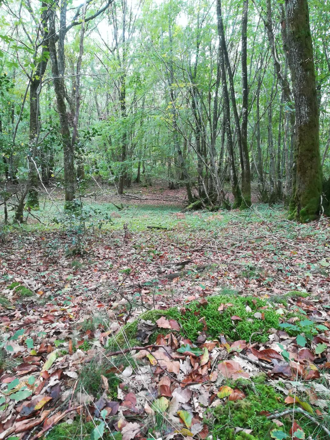 Forêt communale de Neuilly-en-Sancerre - Photo Emmanuelle Speh