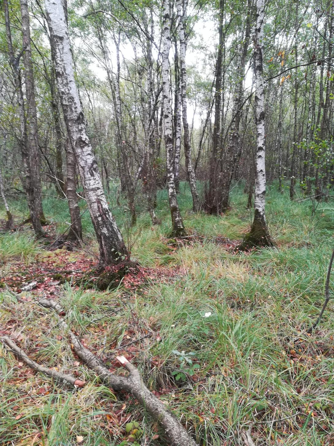 Lande tourbeuse de Chaillou - Photo Emmanuelle SPEH