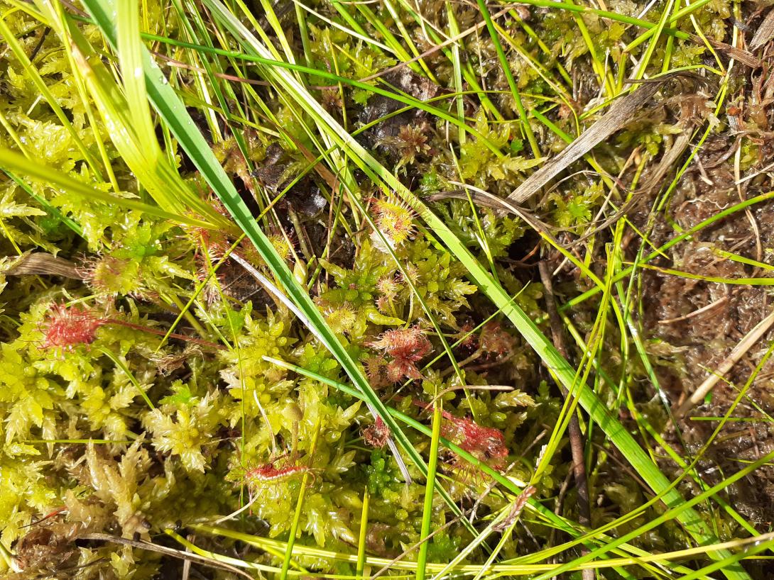 Sphaignes - Photo Emmanuelle SPEH